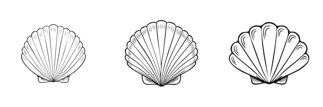 Set of Hand Drawn Scallop Shell Illustrations in Black and White