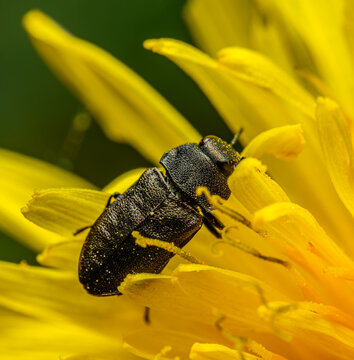 metallic wood-boring beetle (Anthaxia quadripunctata) on yellow flower