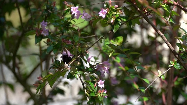 Gros insecte noir butinant des fleurs d&rsquo;ab&eacute;lia au ralenti