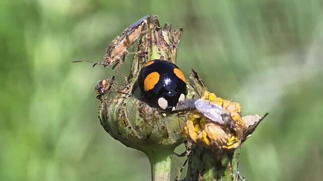 


stink bug (Dolycoris baccarum) and a ladybug (Harmonia axyridis) coexisting on a bud swaying in the wind, macro shot.#005
 