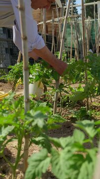 Farmer staking young tomato plants in garden