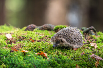 A small wild hedgehog walking on a vibrant green mossy ground in a forest. Cute spiky mammal exploring its natural environment with a blurred trees background. Ideal for wildlife and nature themes. © Rudolf
