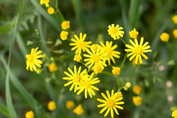 Obraz premium eastern groundsel, Senecio vernalis yellow flowers closeup selective focus