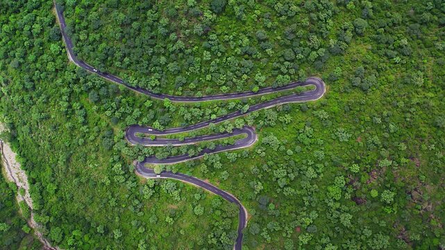 Forest road winds through dense trees, dappled sunlight filtering through canopy, leading into wilderness mystery
