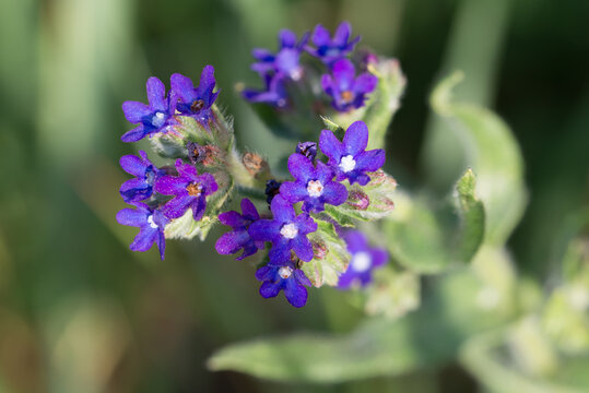 common bugloss, 
Anchusa officinalis , alknet  flowers closeup selective focus