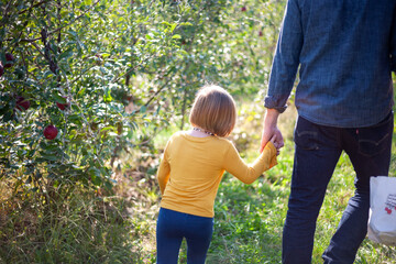 Obraz premium Father and child apple picking