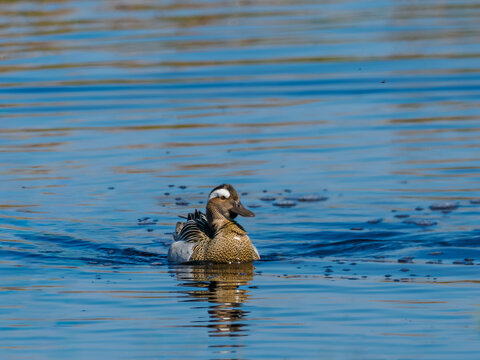 Male garganey swimming on blue water
