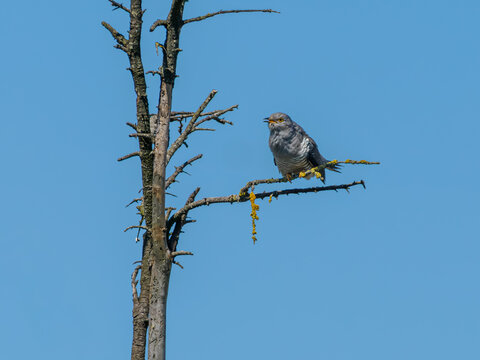 Common cuckoo perched on dead branch against blue sky