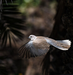 Fototapeta premium seagull in flight