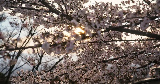 Gorgeous silhouette of cherry blossom branches in front of glowing sun