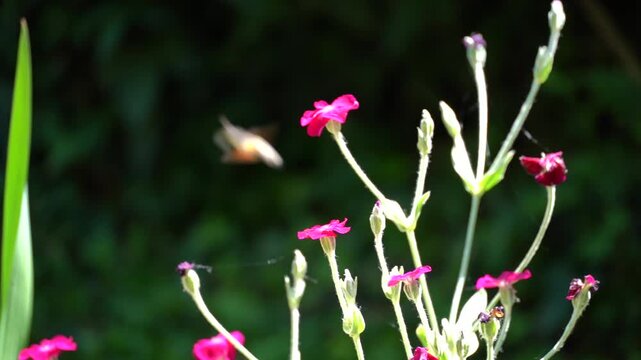 Moro-sphinx butinant des fleurs d&rsquo;ipom&eacute;e au ralenti