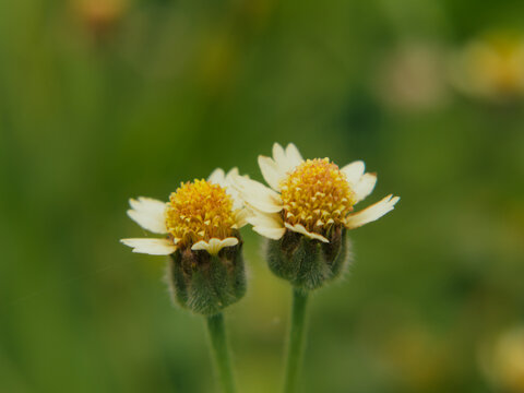 Twin Wildflowers with Soft Green Background