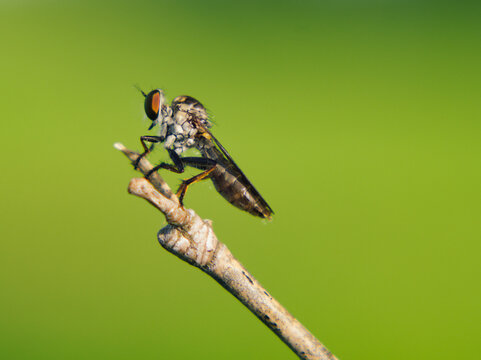 Robber Fly Perched on Dry Twig Against Green Background