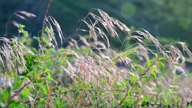 Wild grass ears swaying in the wind on a sunny summer day. Summer time.
