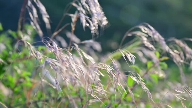 Wild grass ears swaying in the wind on a sunny summer day. Summer time.