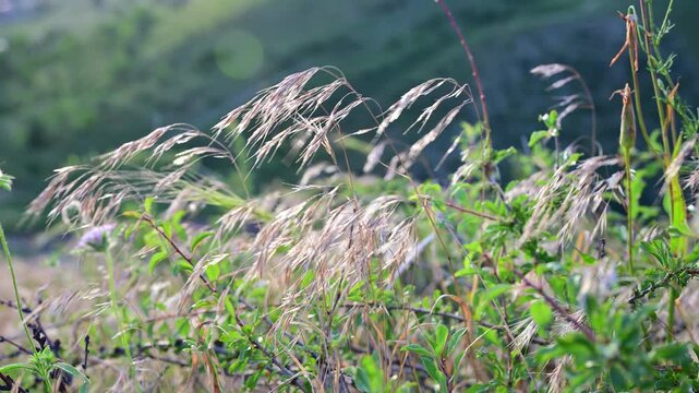 Wild grass ears swaying in the wind on a sunny summer day. Summer time.