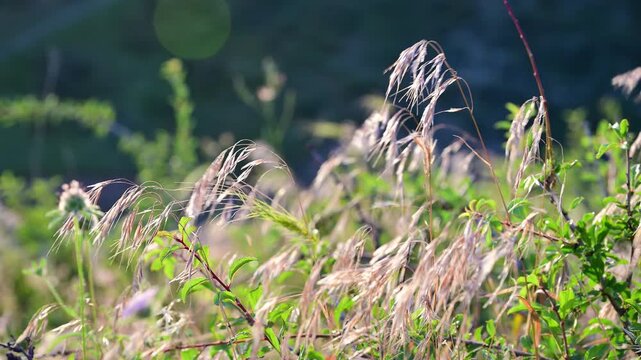 Wild grass ears swaying in the wind on a sunny summer day. Summer time.