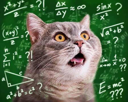 Confused Cat Thinking Math, Funny Surprised Cat Face, Wide Eyes Looking Confused, Dont Know What To Do, Overthinking Cat Portrait