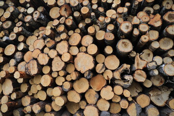 Fototapeta premium storage site for felled timber