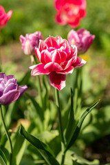 Obraz premium pink tulips in the garden