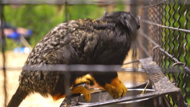 Side view of a red-handed tamarin monkey eating from a metal bowl inside a cage