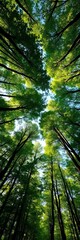 Fototapeta premium Forest canopy viewed from above, rich greens and dappled sunlight filtering through trees, dense, woods