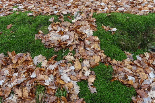 Am Waldboden sehr viel sch&ouml;nes gr&uuml;nes frisches Moos mit herbstlichen Laub darauf liegend