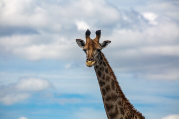Fototapeta premium African giraffe in natural habitat during safari in Africa