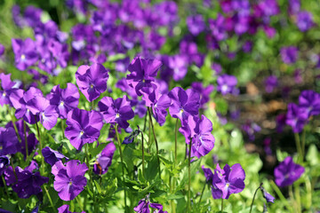 Obraz premium Bed of sunlit Purple Pansy blooms, Derbyshire England 