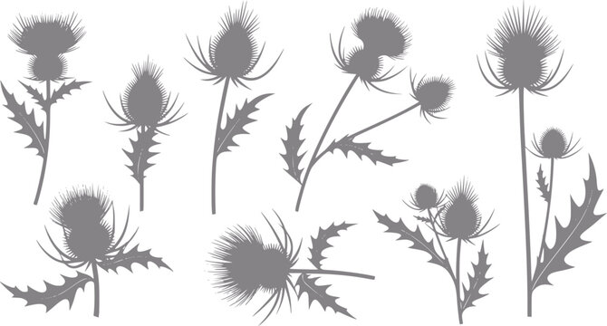 Silhouette collection of thistle flowers and leaves