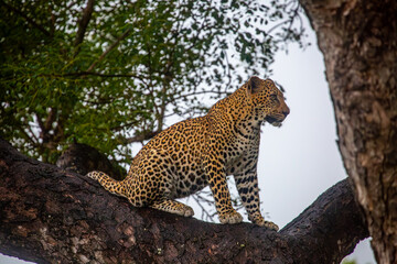 Naklejka premium African leopard in natural habitat during safari in Africa
