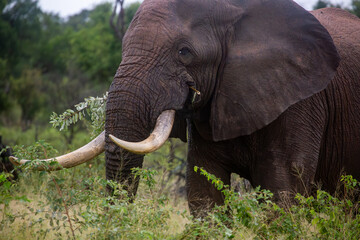 Obraz premium African elephant in natural habitat in Africa