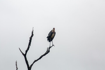 Fototapeta premium African wading bird in natural habitat