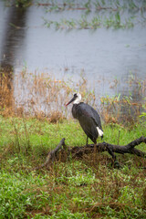 Obraz premium African wading bird in natural habitat