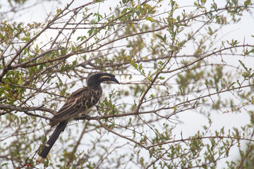 African hornbill perched in natural habitat © aylerein