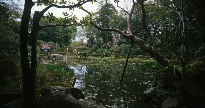 Leaves floating on surface of pond with surrounding trees in Japanese park