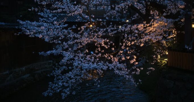 Beautiful cherry blossom tree hanging over steady stream in Japanese village at night