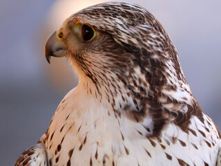 Profil d un hibou grand duc © helenedevun