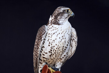 profil d un oiseau de proie © helenedevun