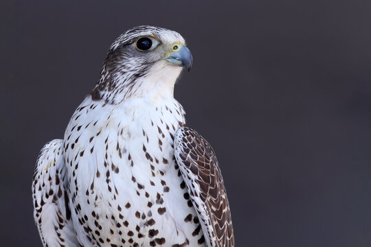 oiseau au regard impressionnant
