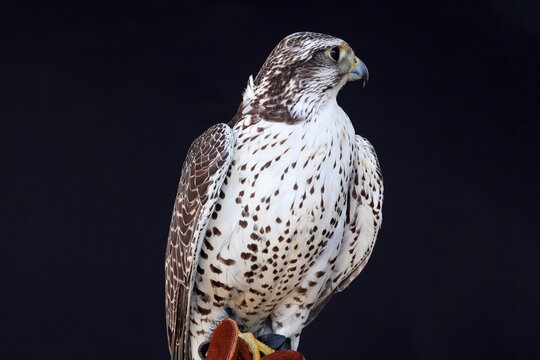 profil d un oiseau de proie