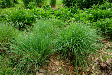 Little bluestem in a pollinator garden with echinacea plants as a backdrop. Bluestem also known as beard grass, is a North American prairie grass native to most of the United States.