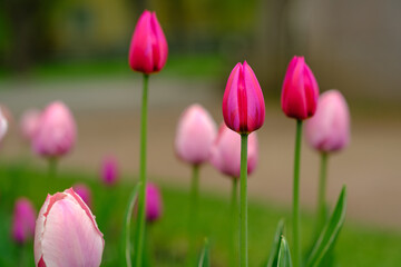 Obraz premium Pink tulips are blooming in a garden, surrounded by green foliage and a softly blurred background, highlighting the beauty of spring flowers