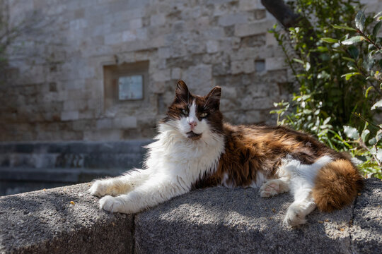 Cute fluffy cat white with markings lays on old stone wall in historic old Rhodes town greece