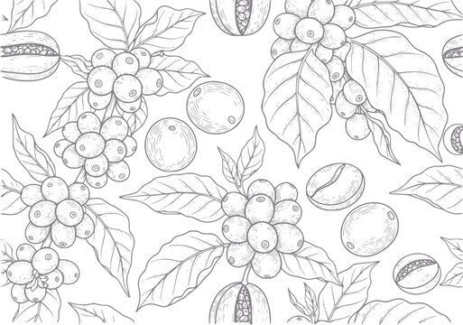 Hand-drawn coffee plant branches with berries and beans, seamless pattern