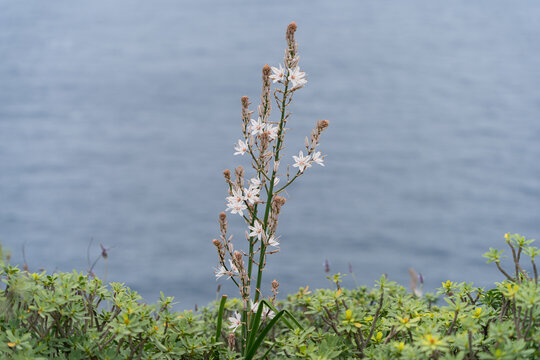 White Sea Squill Wildflower in Anaga Rural Park, Tenerife