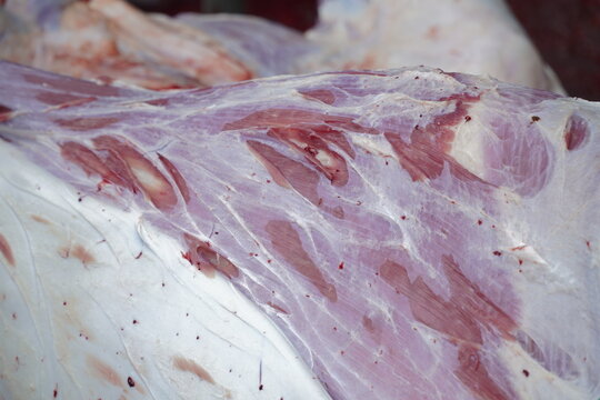 Macro view showing fresh raw cow meat texture with white fat and purple fascia layers. Skinless cattle carcass surface detailing muscle fibers during Islamic Eid al-Adha qurban sacrificial ritual proc