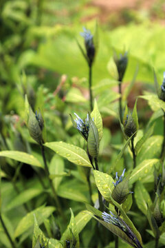 Macro image of new Eastern Bluestar foliage and buds in Spring, Derbyshire England
