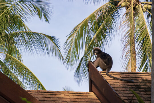 Wild dusky leaf monkey sitting on the roof of a tourist resort at Railay West beach in Krabi, Thailand