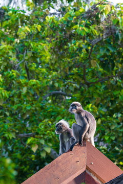 Wild dusky leaf monkey sitting on the roof of a tourist resort at Railay West beach in Krabi, Thailand